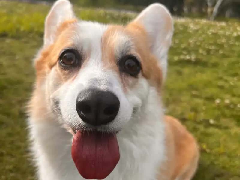 看板犬のコーギー あんころもち店長